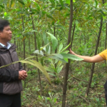 Thâm canh rừng gỗ lớn bằng giống keo mới