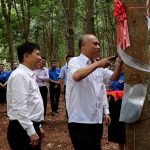 Năm 2025 Cao su Bà Rịa phấn đấu khai thác vượt 7% sản lượng