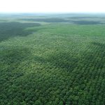Cao su – Tiềm năng thương mại hóa tín chỉ carbon