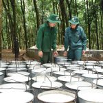 Giá cao su hợp đồng kỳ hạn Nhật Bản đạt đỉnh 3 tuần nhờ đàm phán thương mại Trung-Mỹ