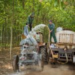 Nhựa trắng Tây Nguyên, mạch sống Tổ quốc
