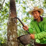 Thái Lan cấp quyền sở hữu cây cao su cho nông dân