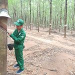 Cao su Sa Thầy: Nhiều giải pháp thu hút và giữ chân người lao động