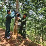 Lên Mường Nhé – nơi cây cao su giữ màu xanh phên dậu