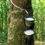 Giá cao su tăng nhờ thỏa thuận thuế quan Hoa Kỳ - Trung Quốc
