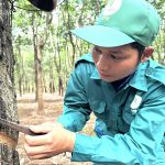 Kpuih HMin – Tấm gương sáng của công nhân cao su